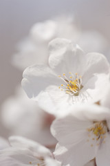 Fototapeta na wymiar ソメイヨシノの花