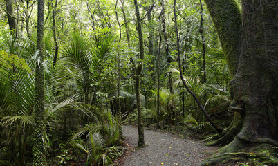 Fototapeta premium Walking trail