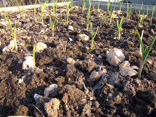 Garlic Sprouts