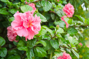 Naklejka na ściany i meble Pink Hibicus flower in garden