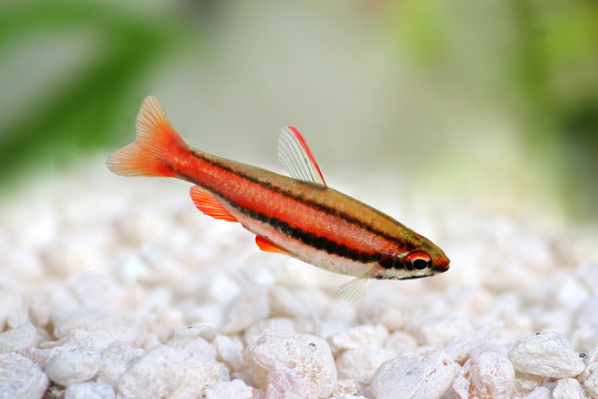 Coral Red Arc Pencilfish Nannostomus mortenthaleri Pencil fish