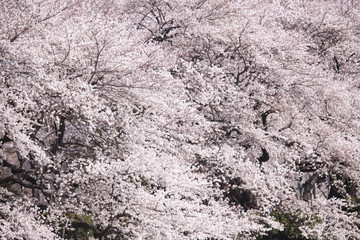 千鳥ヶ淵の桜並木