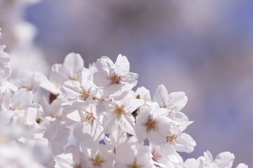 千鳥ヶ淵の桜並木