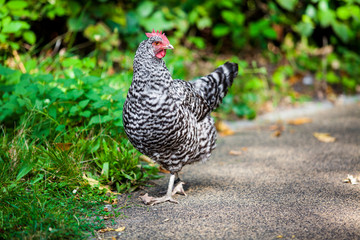 grey hen.  chicken