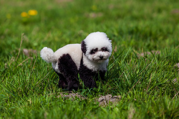 Fototapeta premium dog repainted on panda. groomed dog. pet grooming.