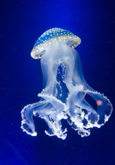 Obraz na płótnie Canvas Underwater paradise. Swimming Jellyfish On Blue Background