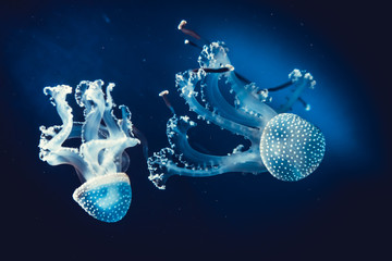 Naklejka premium Underwater paradise. Swimming Jellyfish On Blue Background