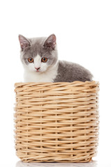 Naklejka na ściany i meble British kitten in box. cute kitten on white background