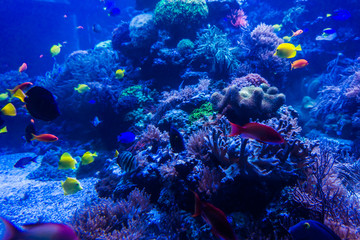 Fototapeta na wymiar tropical fishes meet in blue coral reef sea water aquarium . Und