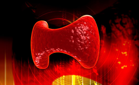 Endocrine parathyroid gland