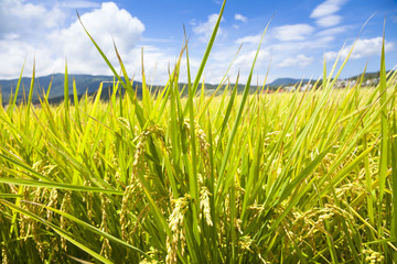 green rice field with sky and cloud background