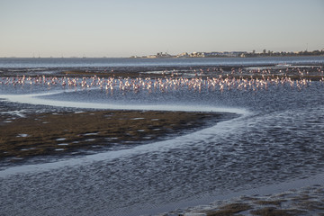 Walvis Bay, Namibia, herons at sunset lagoon