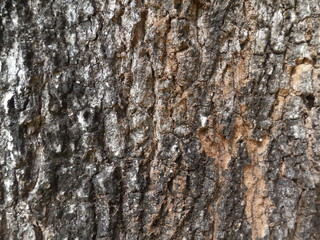 Old Wood Tree Texture Background Pattern