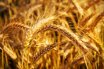 Golden ears of wheat on the field.