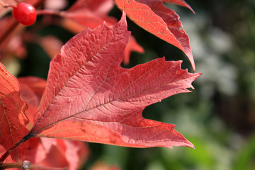 Fototapeta na wymiar Red leaf of viburnum in autumn. Macro