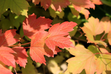 Autumn colors. Red, ylelow  and green leaves of viburnum