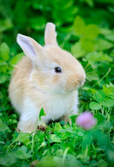 Fototapeta premium Baby rabbit in green grass