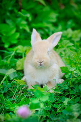 Baby rabbit in green grass