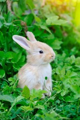 Baby rabbit in green grass