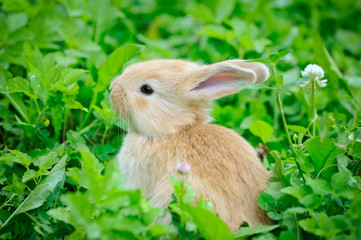 Baby rabbit in green grass