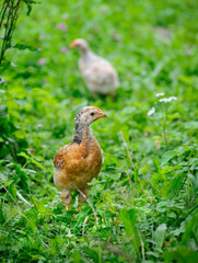 Speckled chick on the grass
