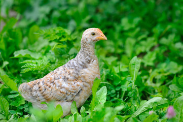 Speckled chick outdoors