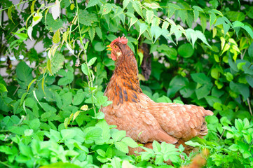 Cute young hen in a green grass