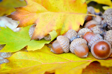 Acorns on background colorful fall leaves