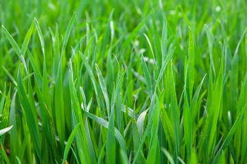 Grass background