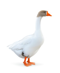 Goose, farm animals vector illustration