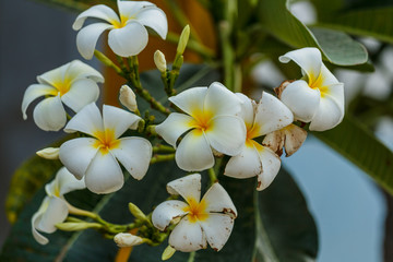 Fototapeta na wymiar white and yellow frangipani flowers with leaves in background