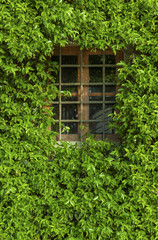 View of a closed window and of a wall covered with ivy