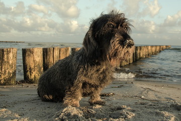 Dackel am Strand