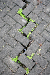 Gray brick and grass