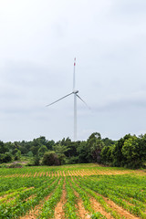 wind turbines generating electricity behind corn field