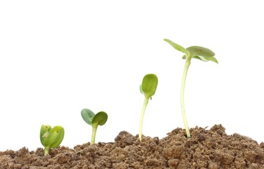 Growing plant