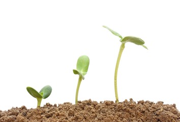 Growing plant