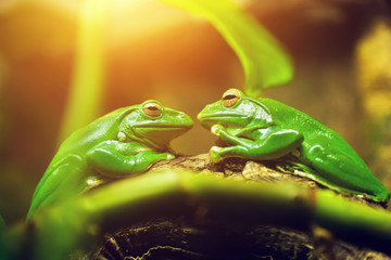 Two green frogs sitting on leaf looking on each other