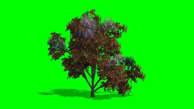 tree japanese stewertia fall with shadow on green screen