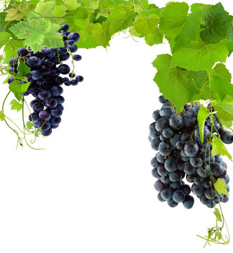vigne et grappes de raisin