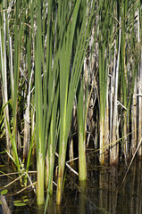 камыш © mifidor