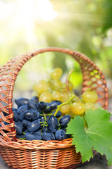 Grapes in the basket