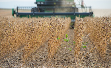 Harvesting soybean