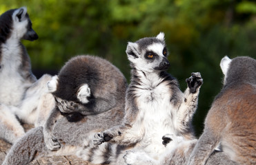 Ring-tailed lemur (Lemur catta) © Nazzu