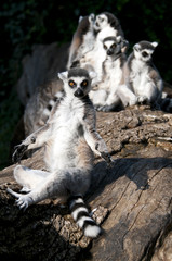 Ring-tailed lemur (Lemur catta)