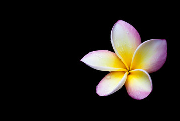 Plumeria flower on a black background