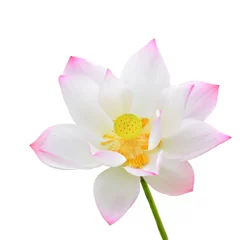 Foto op Plexiglas Waterlelie lotusbloem