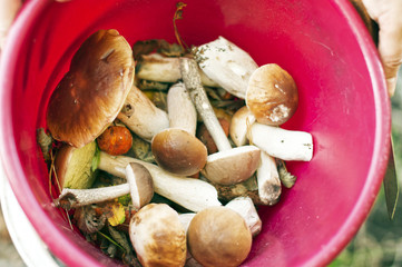 mushrooms in a bucket