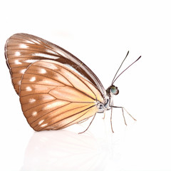 Malayan Wanderer butterfly