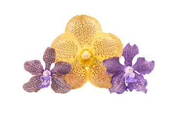 Yellow and purple orchids isolated on white with clipping path.